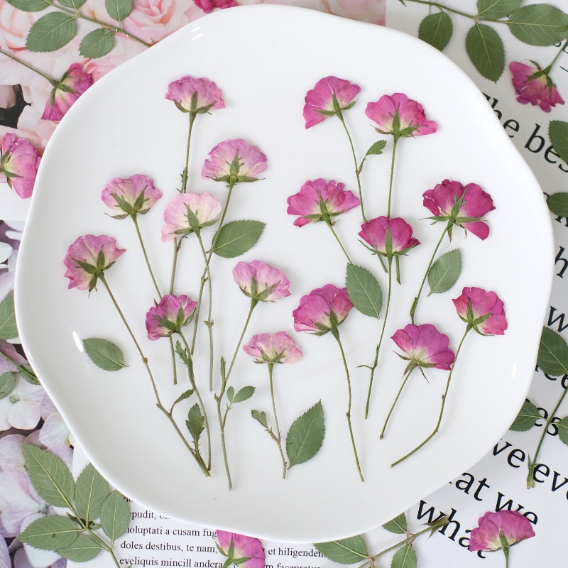 12pcs,Real Mini Rose Pressed F - Art Craft 2 Year Olds ulasan dan harga