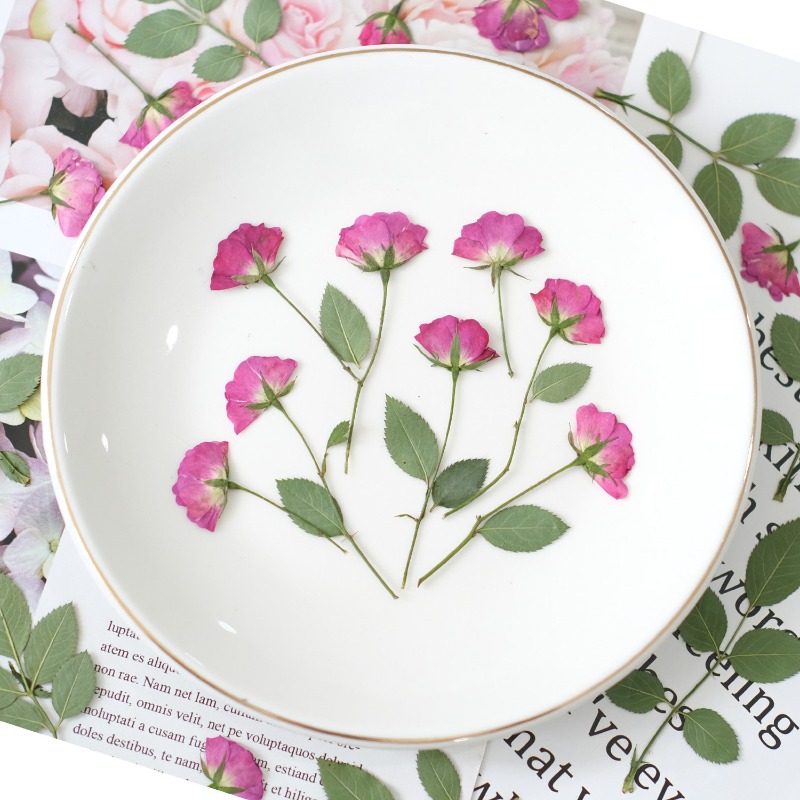 12pcs,Real Mini Rose Pressed F - Art Craft 2 Year Olds ulasan dan harga