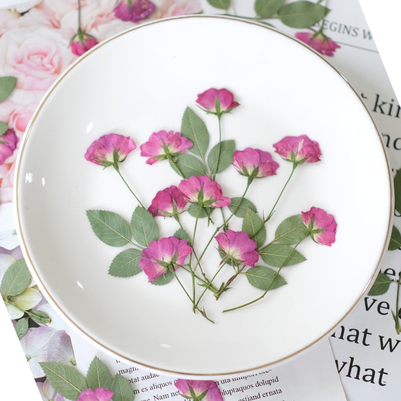 12pcs,Real Mini Rose Pressed F - Art Craft 2 Year Olds ulasan dan harga