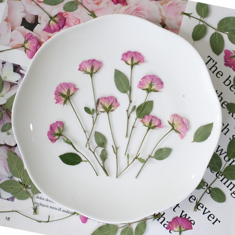 12pcs,Real Mini Rose Pressed F - Art Craft 2 Year Olds ulasan dan harga