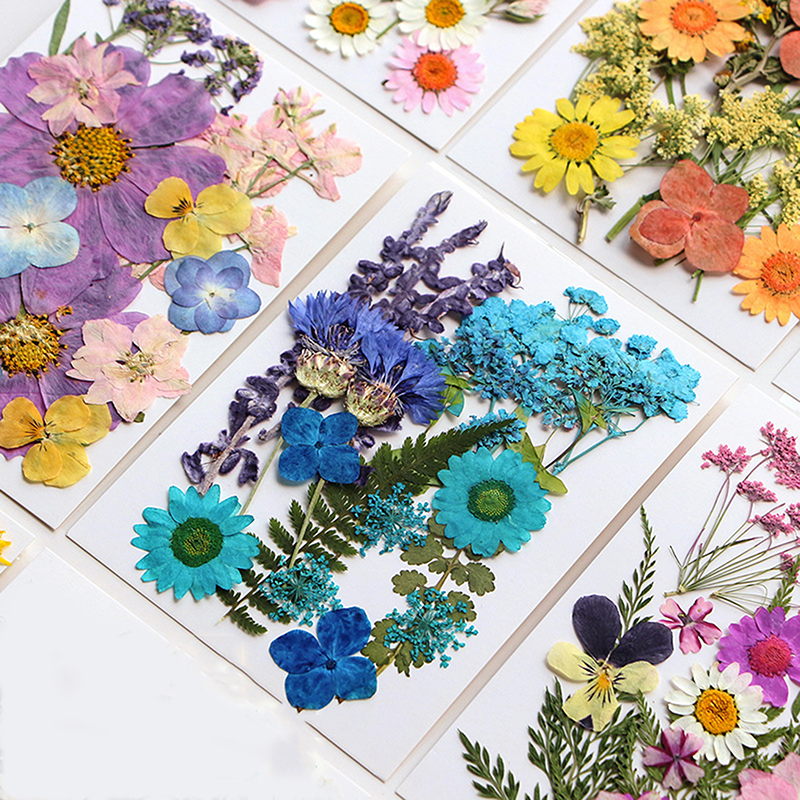 Dried Flowers Real Natural Pla - Art Craft 2 Year Olds ulasan dan harga