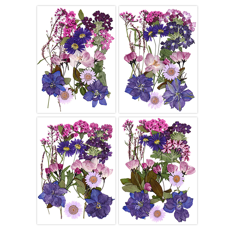 Dried Flowers Real Natural Pla - Art Craft 2 Year Olds ulasan dan harga