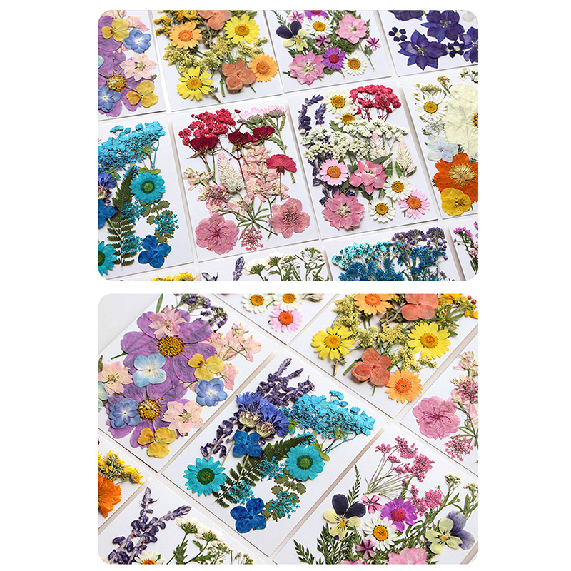 Dried Flowers Real Natural Pla - Art Craft 2 Year Olds ulasan dan harga