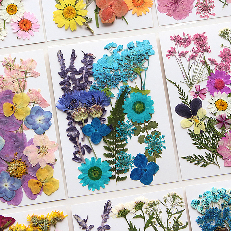 Dried Flowers Real Natural Pla - Art Craft 2 Year Olds ulasan dan harga