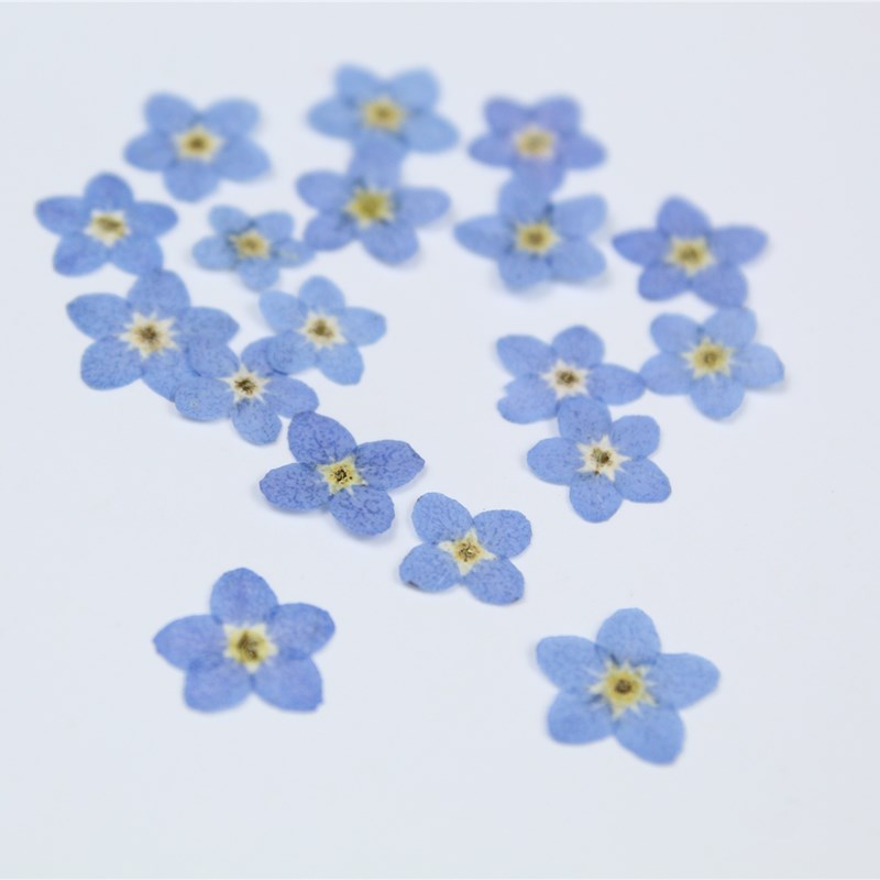 20pcs/0.5-1cm,Pressed mini for - Art Craft 2 Year Olds ulasan dan harga