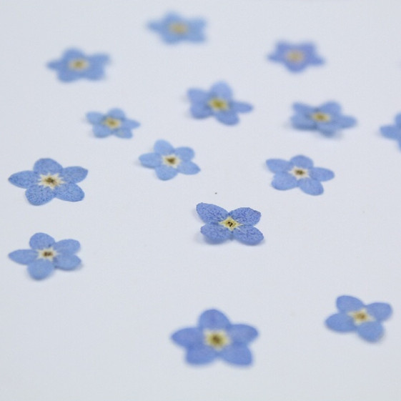 20pcs/0.5-1cm,Pressed mini for - Art Craft 2 Year Olds ulasan dan harga