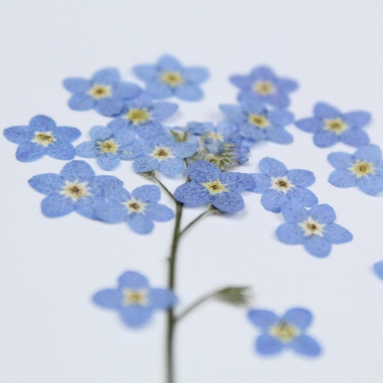 20pcs/0.5-1cm,Pressed mini for - Art Craft 2 Year Olds ulasan dan harga