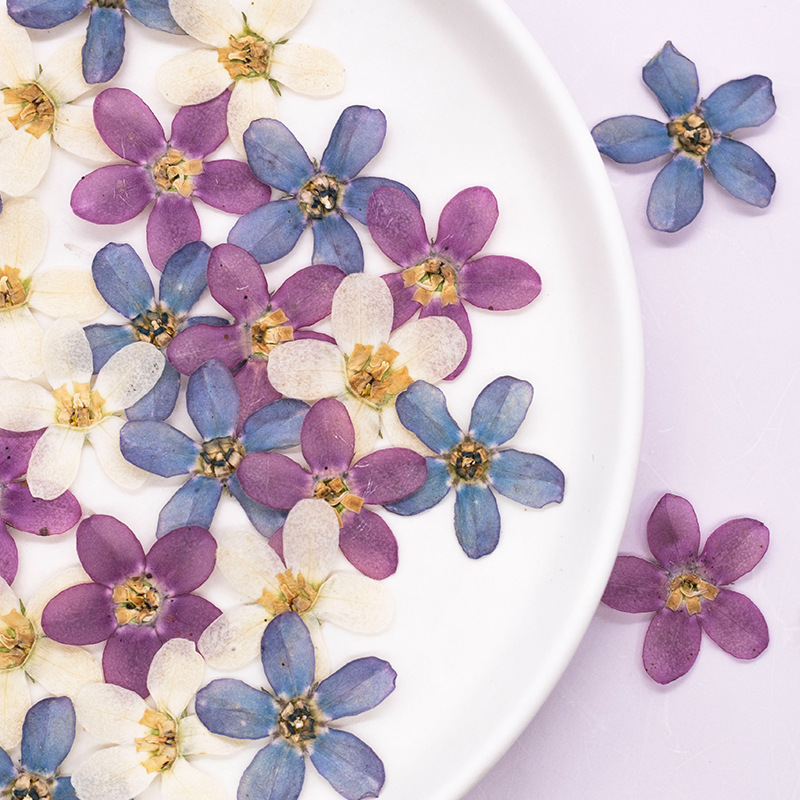 12pcs,Pressed Blue Star Flower - Artwork Craft ulasan dan harga