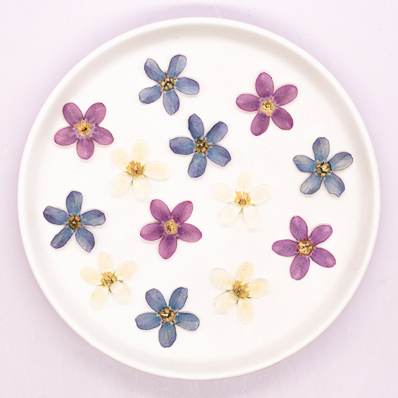12pcs,Pressed Blue Star Flower - Artwork Craft ulasan dan harga