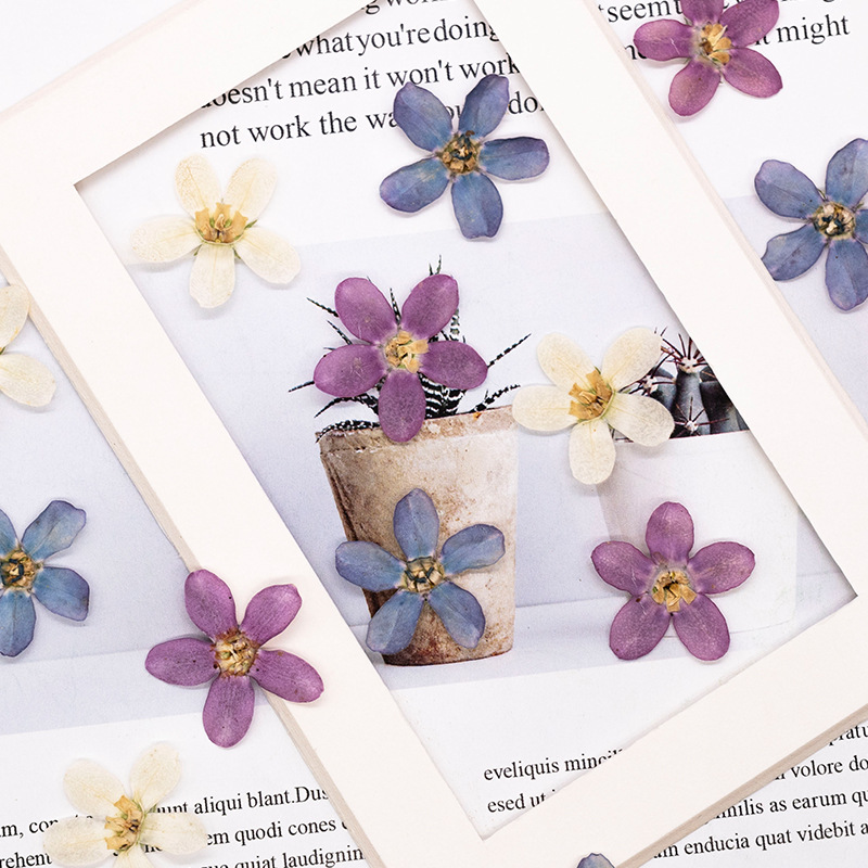 12pcs,Pressed Blue Star Flower - Artwork Craft ulasan dan harga