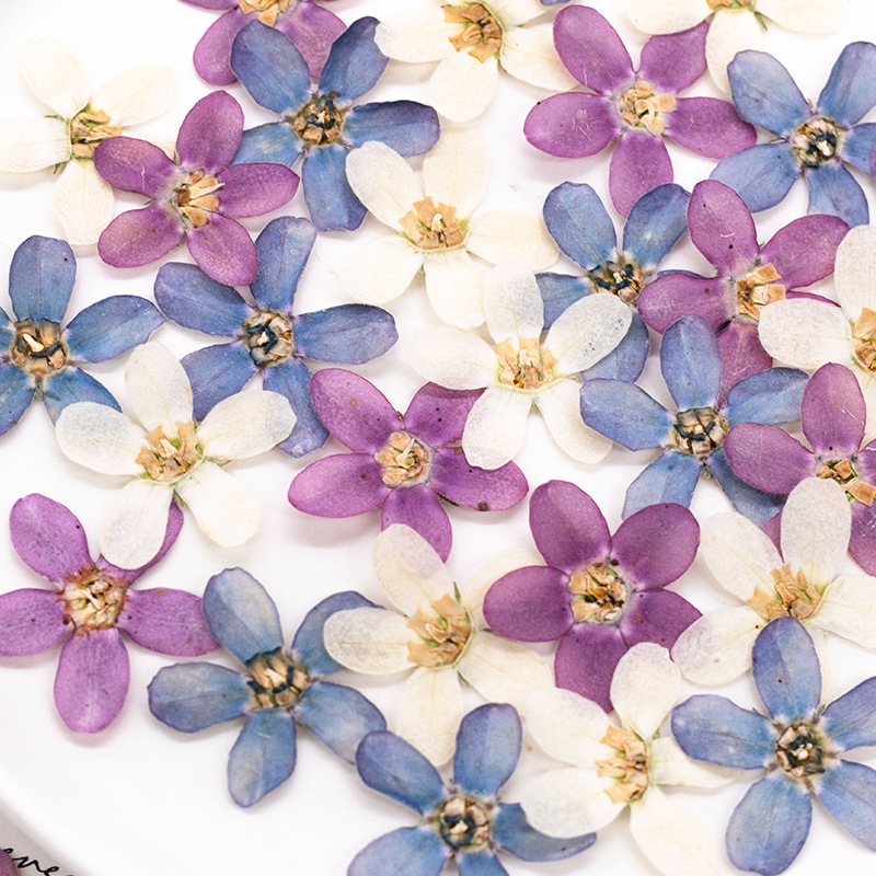 12pcs,Pressed Blue Star Flower - Artwork Craft ulasan dan harga