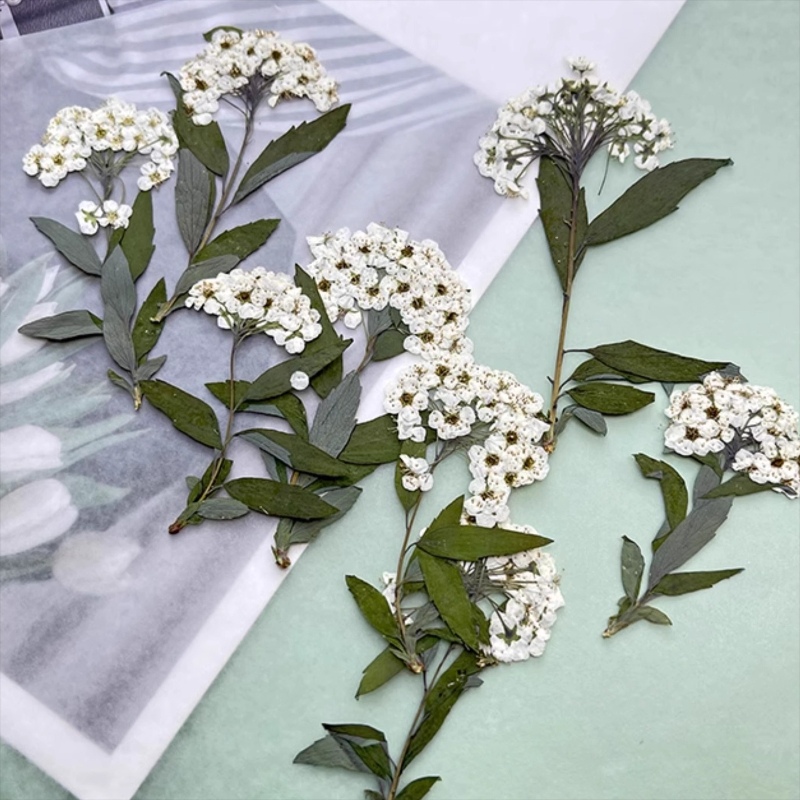 12pcs,nature Spiraea&Daffodil  - Art Craft 2 Year Olds ulasan dan harga