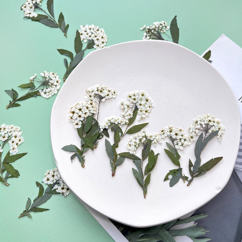12pcs,nature Spiraea&Daffodil  - Art Craft 2 Year Olds ulasan dan harga