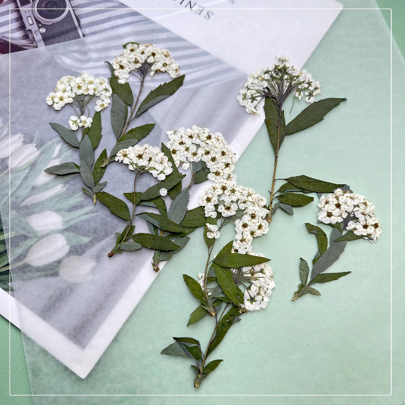 12pcs,nature Spiraea&Daffodil  - Art Craft 2 Year Olds ulasan dan harga
