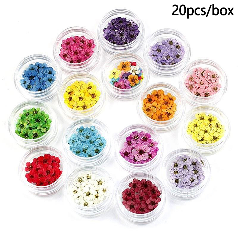 New 20pcs/box Pressed Dried Na - Art Craft 2 Year Olds ulasan dan harga