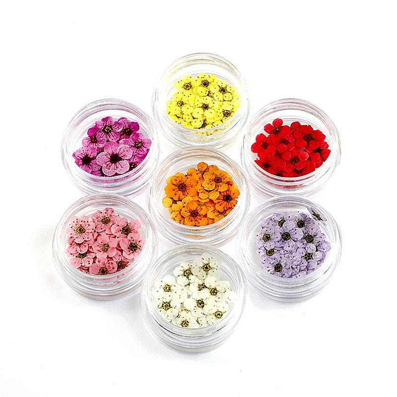New 20pcs/box Pressed Dried Na - Art Craft 2 Year Olds ulasan dan harga