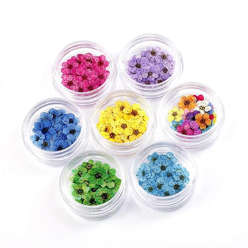 New 20pcs/box Pressed Dried Na - Art Craft 2 Year Olds ulasan dan harga