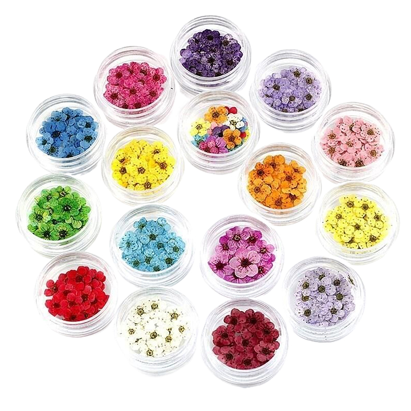 New 20pcs/box Pressed Dried Na - Art Craft 2 Year Olds ulasan dan harga