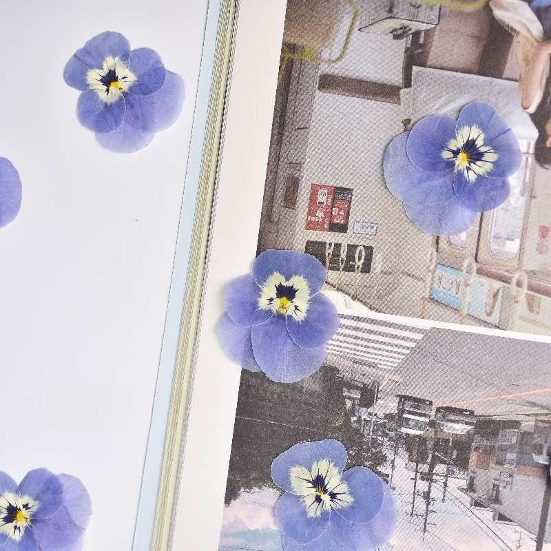 24pcs,Real Light Blue Pansy Pr - Art Craft 2 Year Olds ulasan dan harga